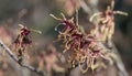 Japanese witch-hazel Hamamelis japonica var. flavo-purpurascens yellow-reddish flowers